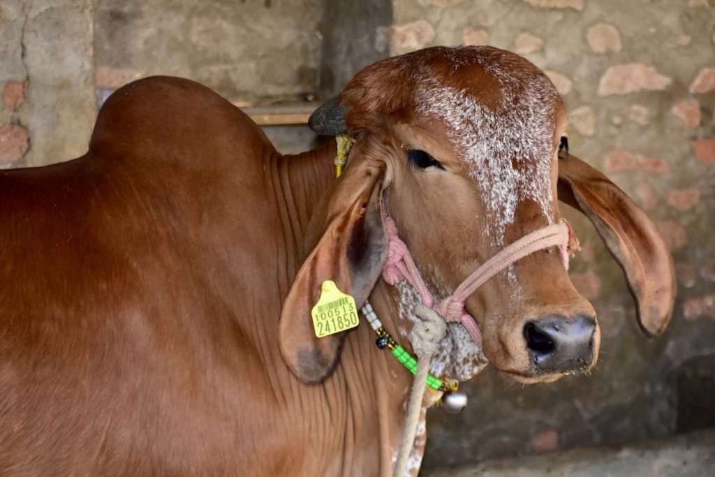 peluang bisnis sapi kurban