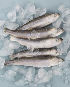 carapengawetan ikan yang tepat dengan es