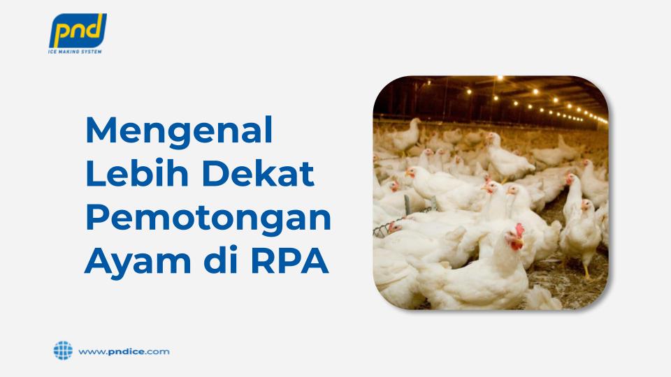 Mengenal Lebih Dekat Pemotongan Ayam di RPA