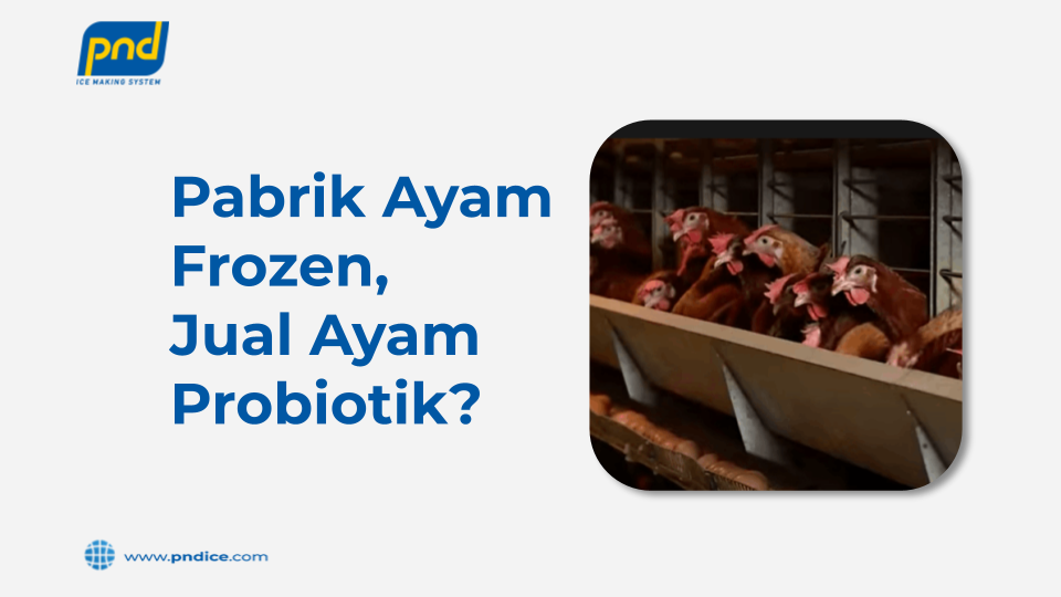 Pabrik Ayam Frozen, Jual Ayam Probiotik?