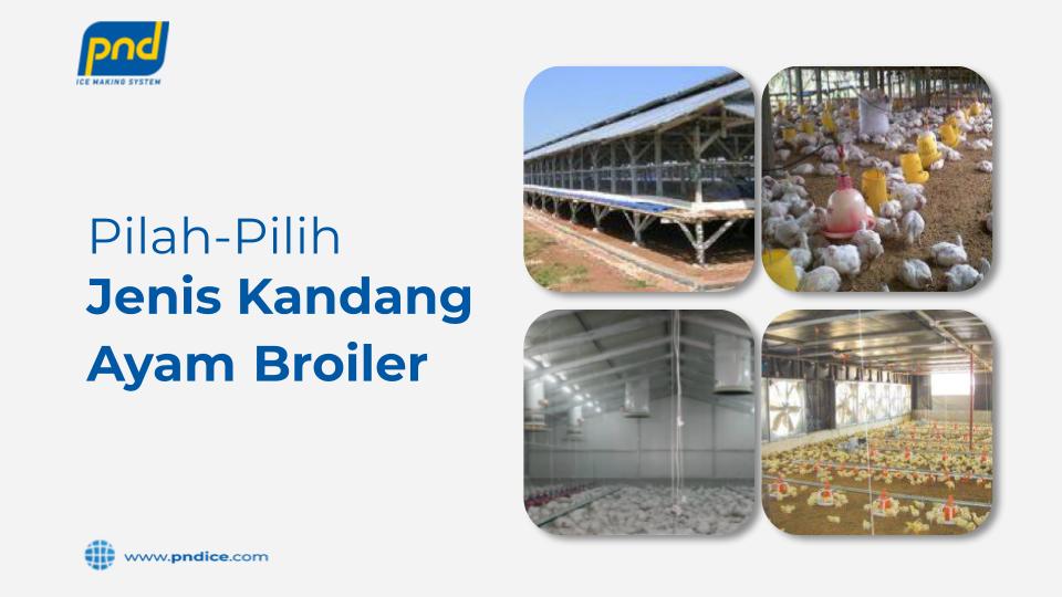 Jenis kandang ayam broiler