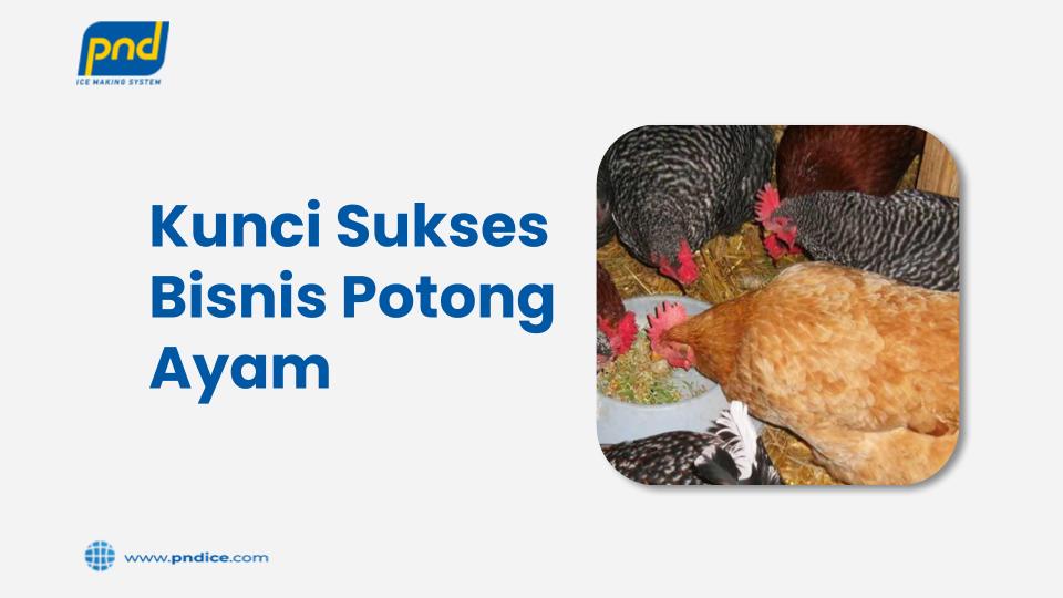 bisnis potong ayam