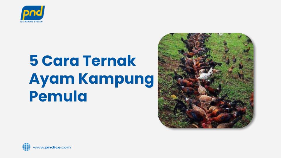 cara ternak ayam kampunģ pemula