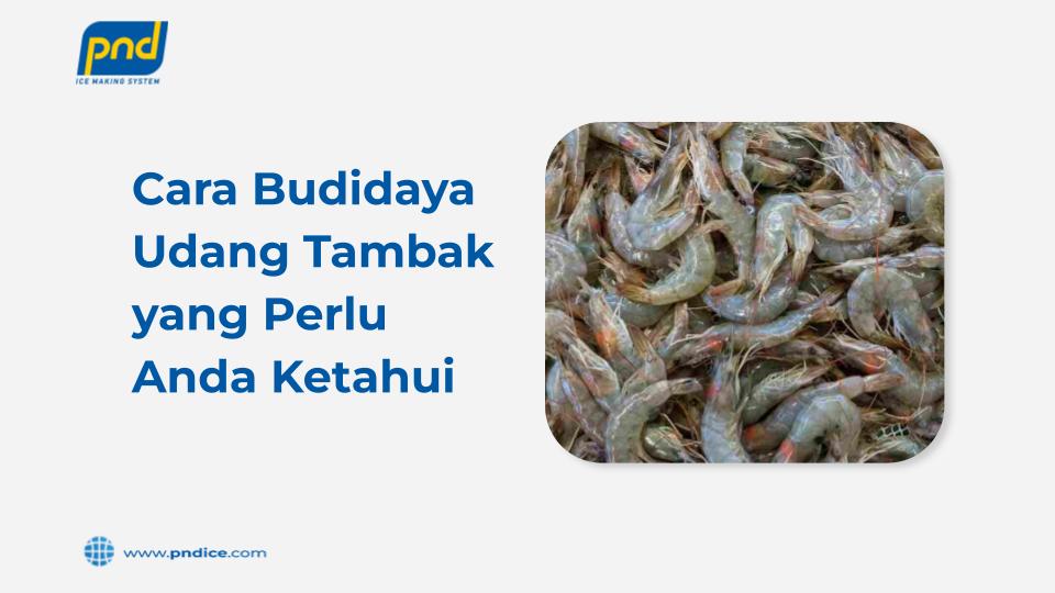 cara budidaya udang
