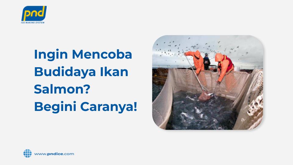 Ingin Mencoba Budidaya Ikan Salmon? Begini Caranya!