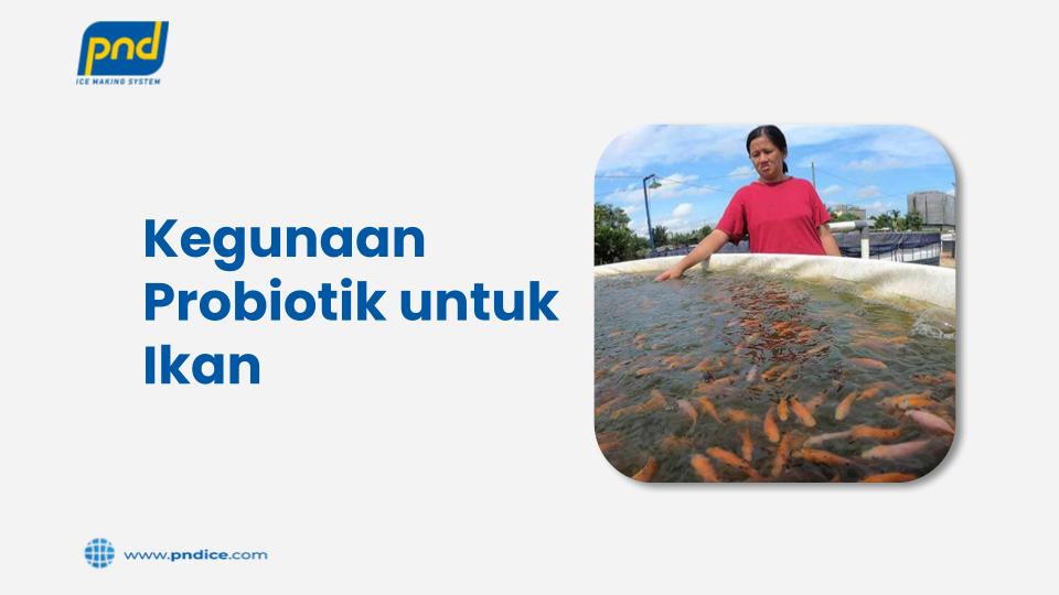 Probiotik untuk Ikan