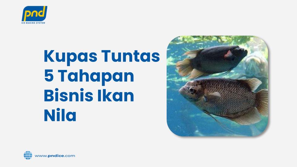 Kupas Tuntas 5 Tahapan Bisnis Ikan Nila