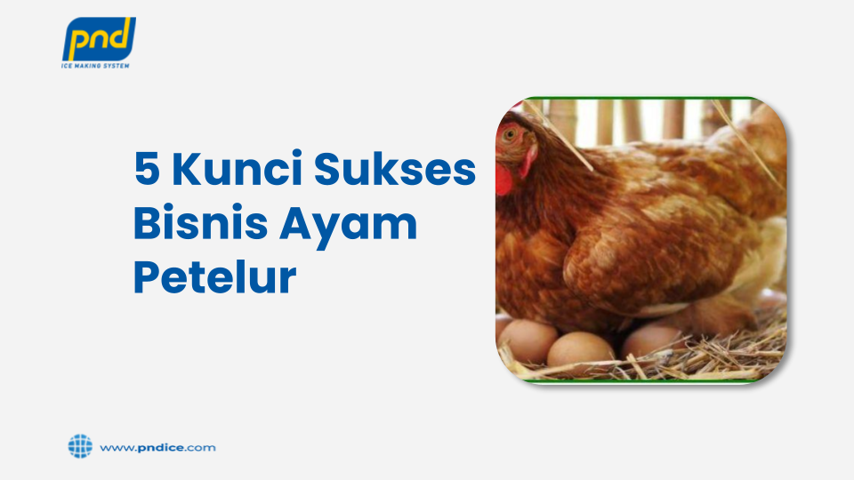 Bisnis Ayam Petelur