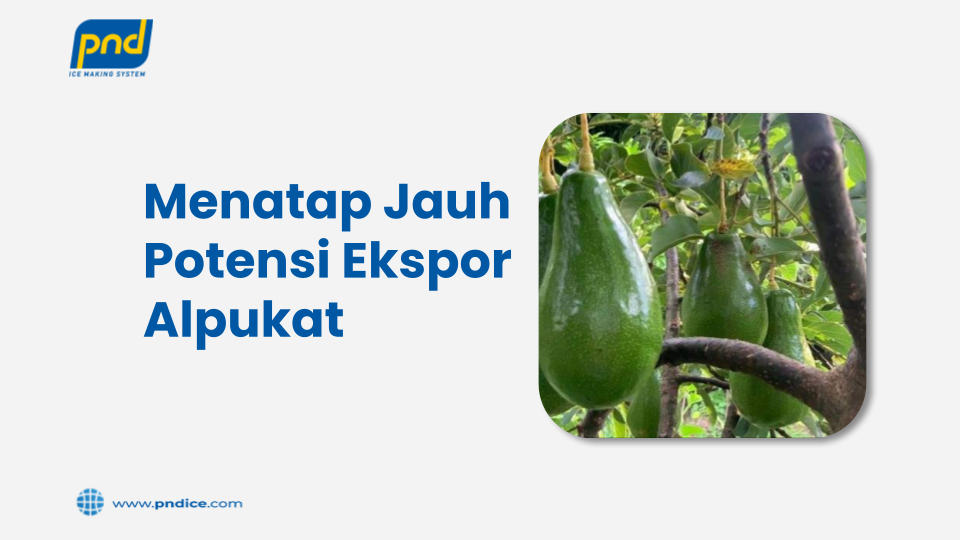 ekspor alpukat