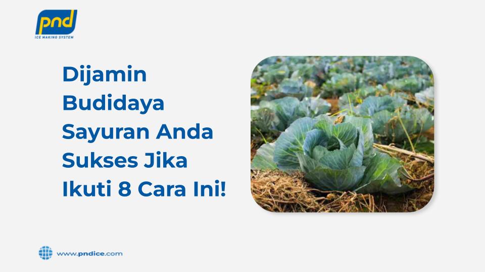 budidaya sayuran