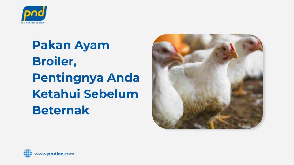 pakan ayam broiler