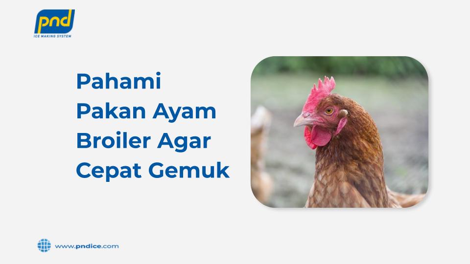 pakan ayam broiler agar cepat gemuk