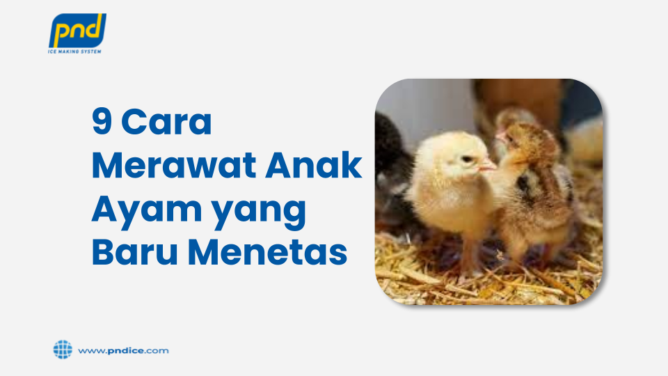 Cara merawat anak ayam yang baru menetas