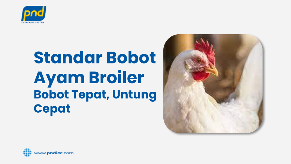 Standar Bobot Ayam Broiler