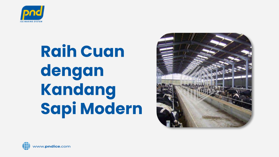 kandang sapi modern