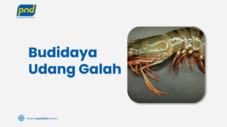 budidaya udang galah