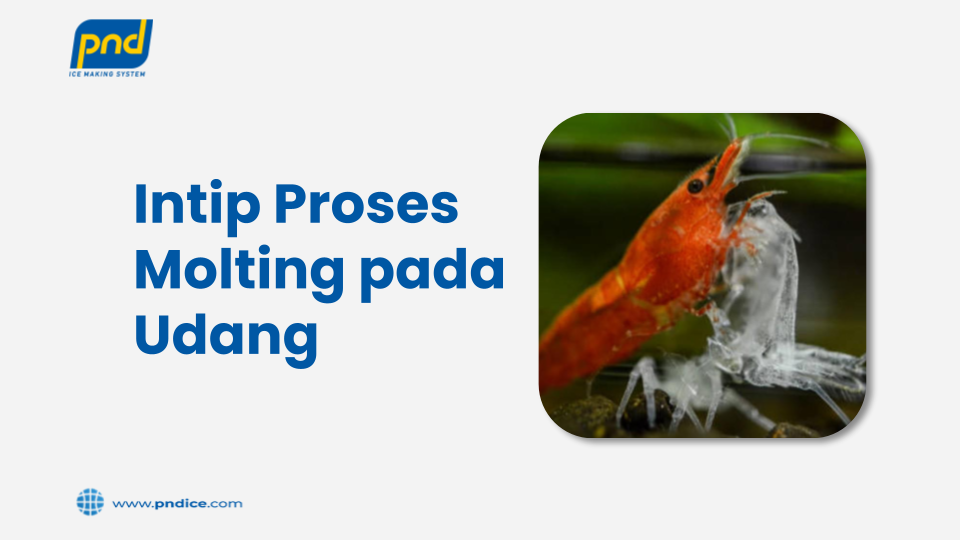 molting pada udang