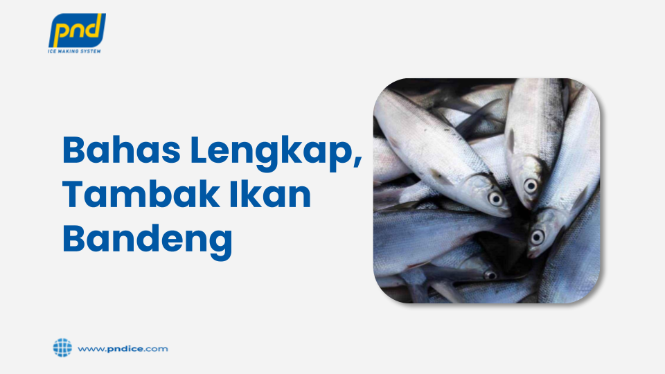 tambak ikan bandeng