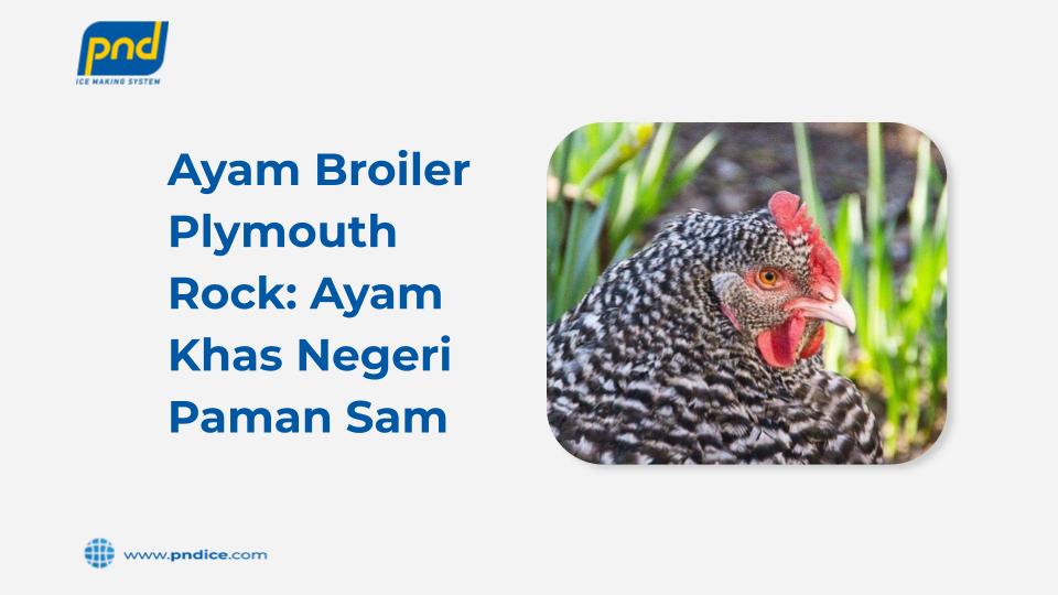 ayam broiler plymouth rock