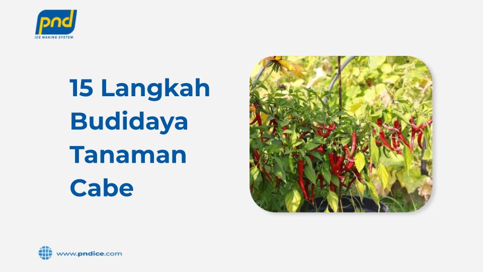 budidaya tanaman cabe