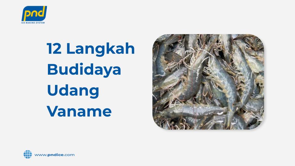budidaya udang vaname