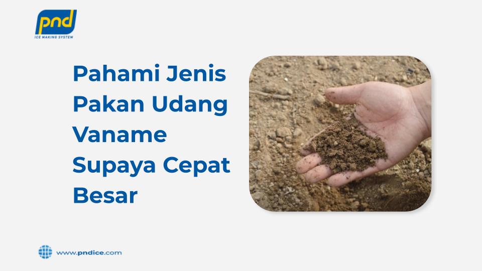 pakan udang vaname