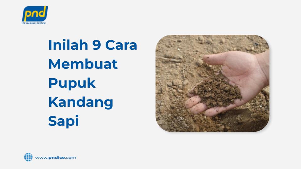 pupuk kandang sapi