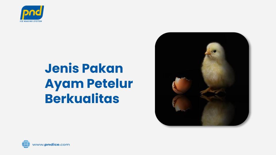 Jenis pakan ayam petelur berkualitas
