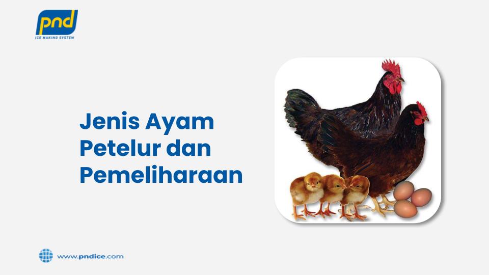 jenis ayam petelur