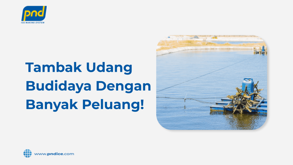 tambak udang