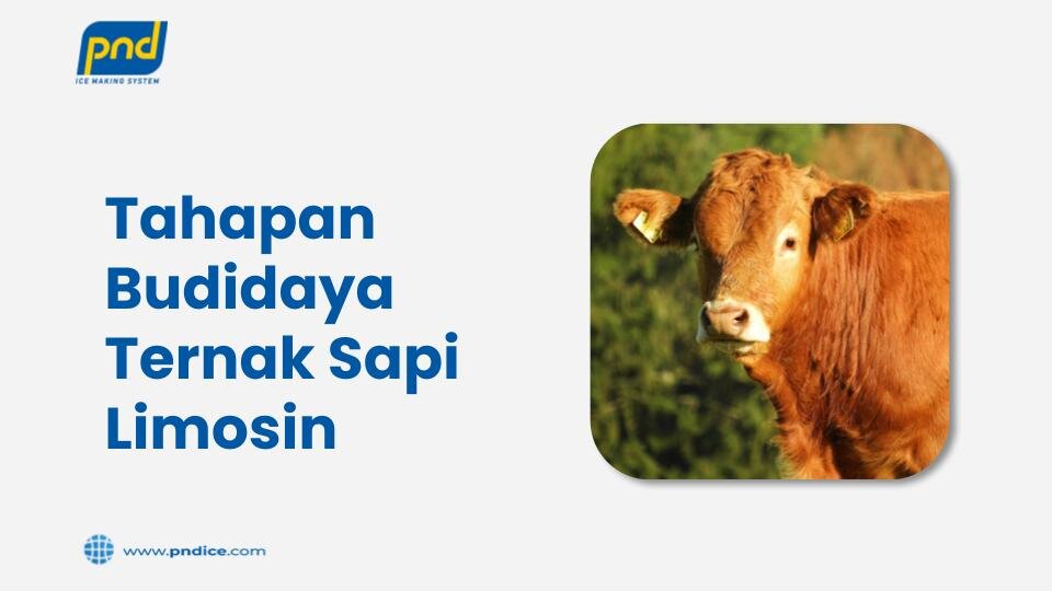 ternak sapi limosin