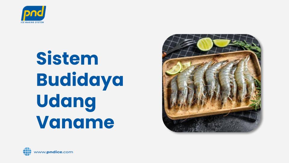 sistem budidaya udang vaname