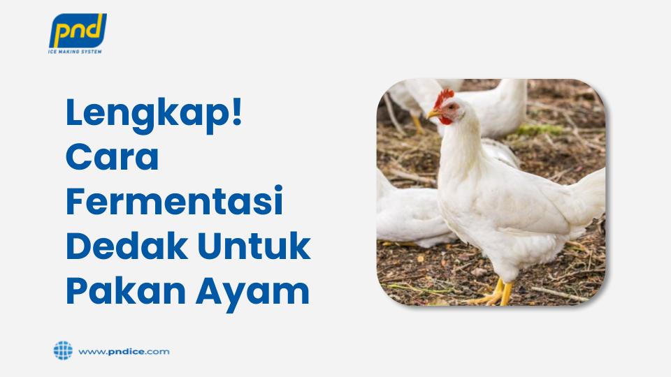 Fermentasi dedak untuk pakan ayam