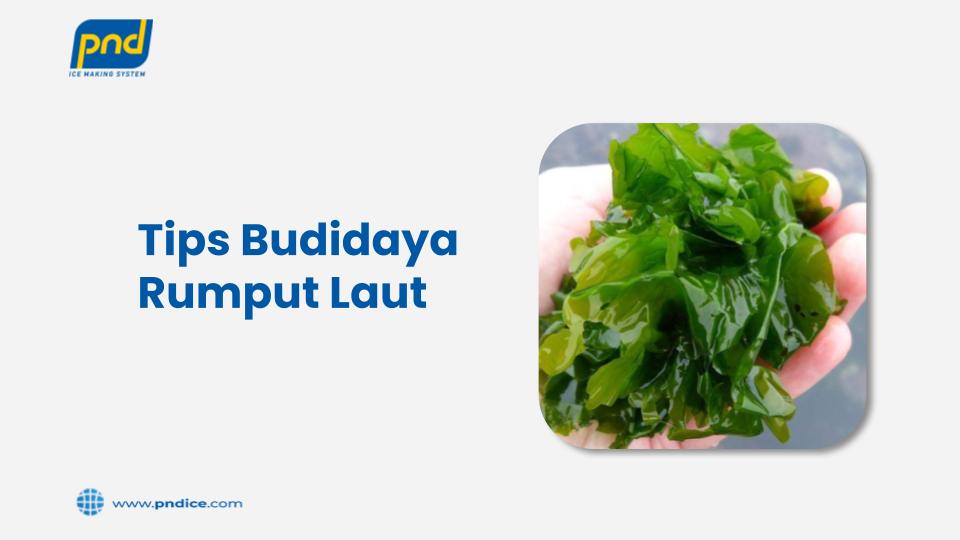 tips budidaya rumput laut