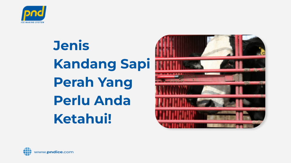 jenis kandang sapi perah