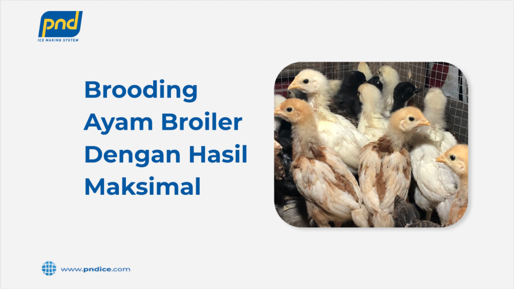 brooding ayam boiler