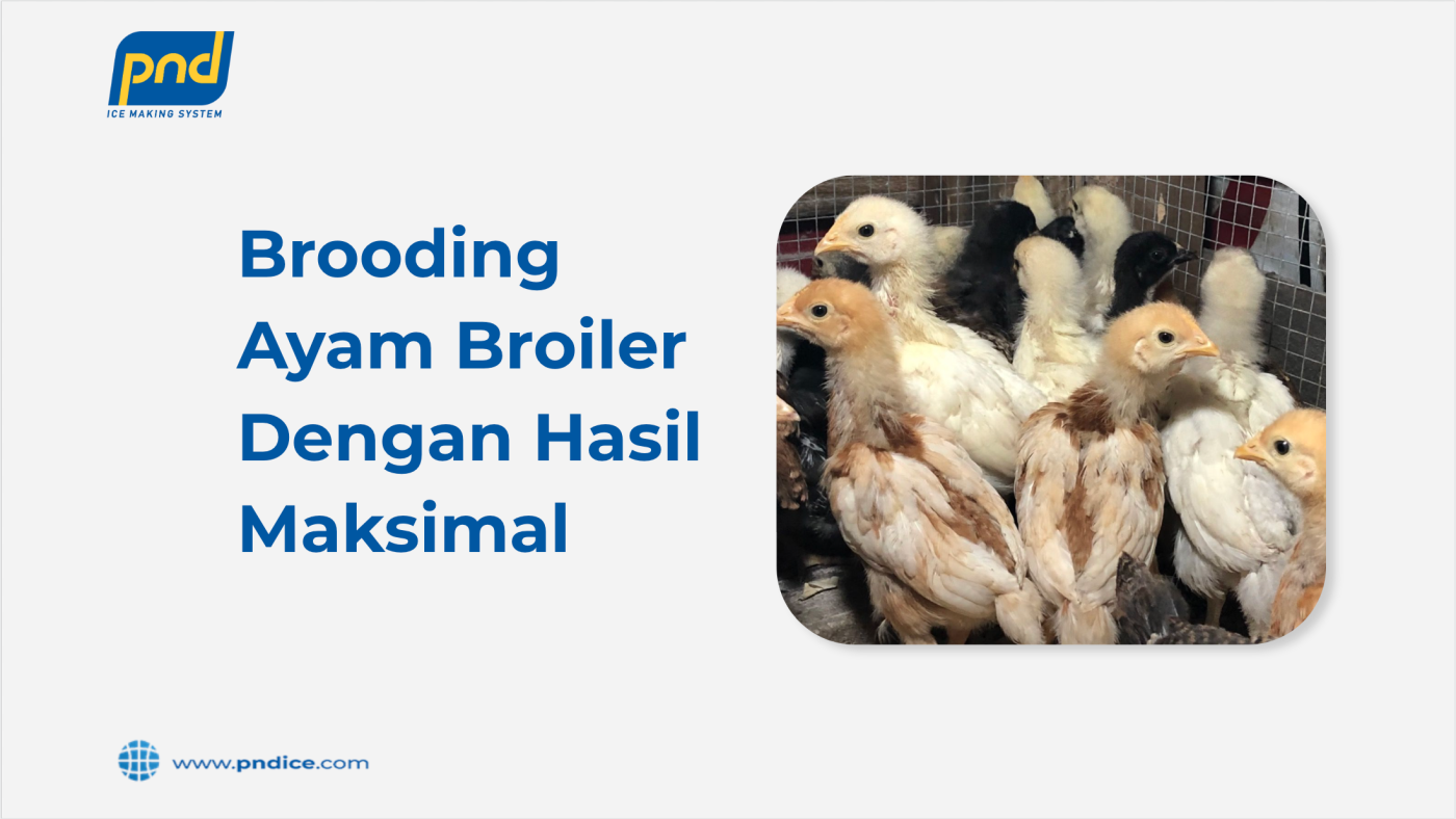brooding ayam boiler