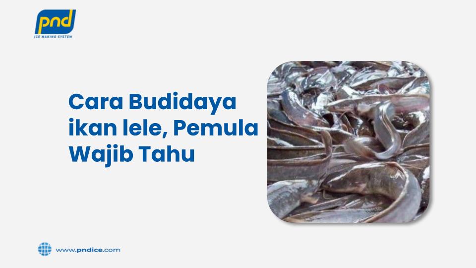 budidaya ikan lele
