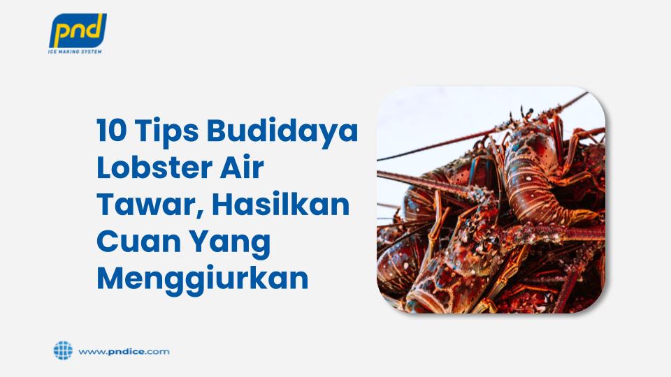 budidaya lobster