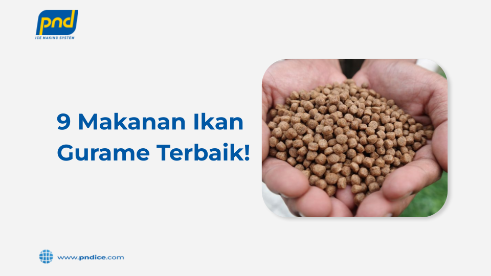 makanan ikan gurame