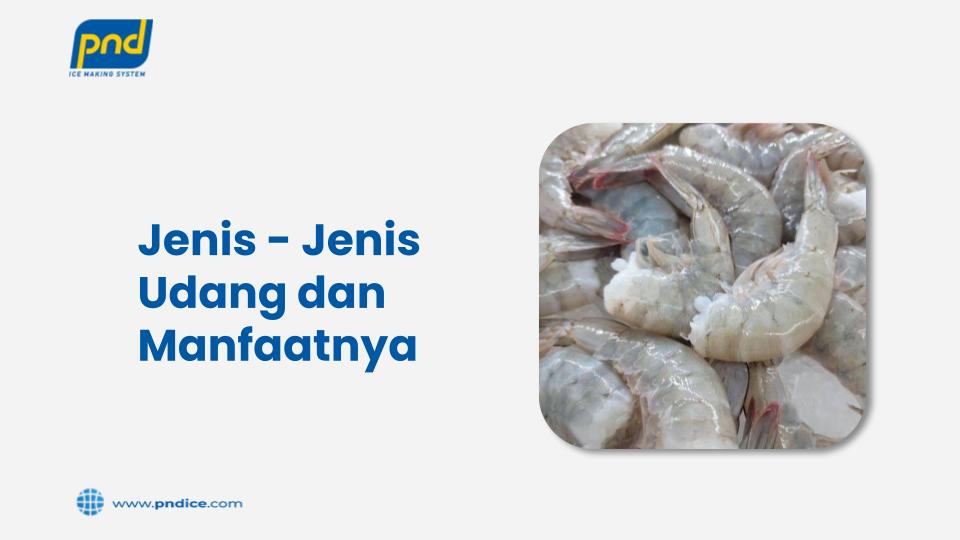 jenis - jenis udang