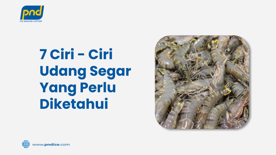 ciri ciri udang segar