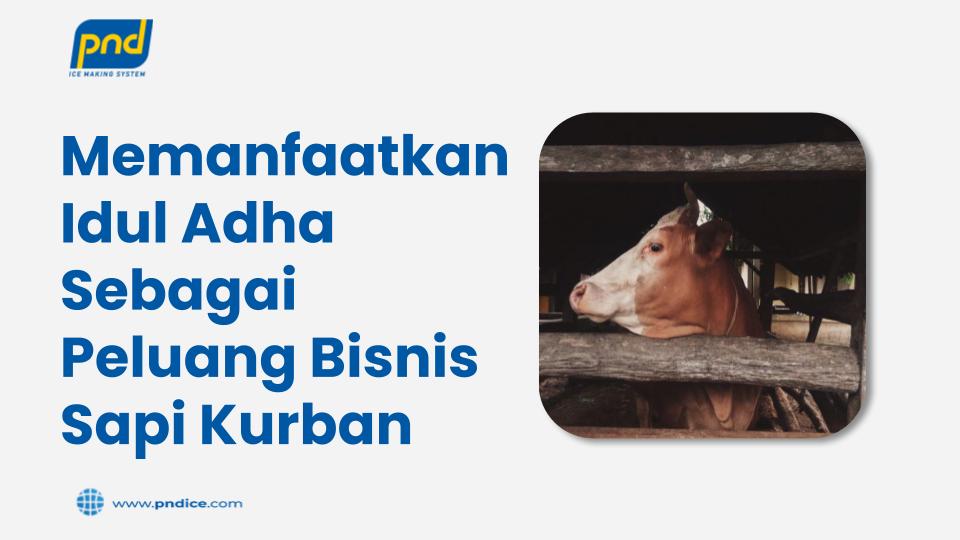 peluang bisnis sapi kurban