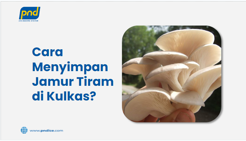 cara menyimpan jamur tiram di kulkas