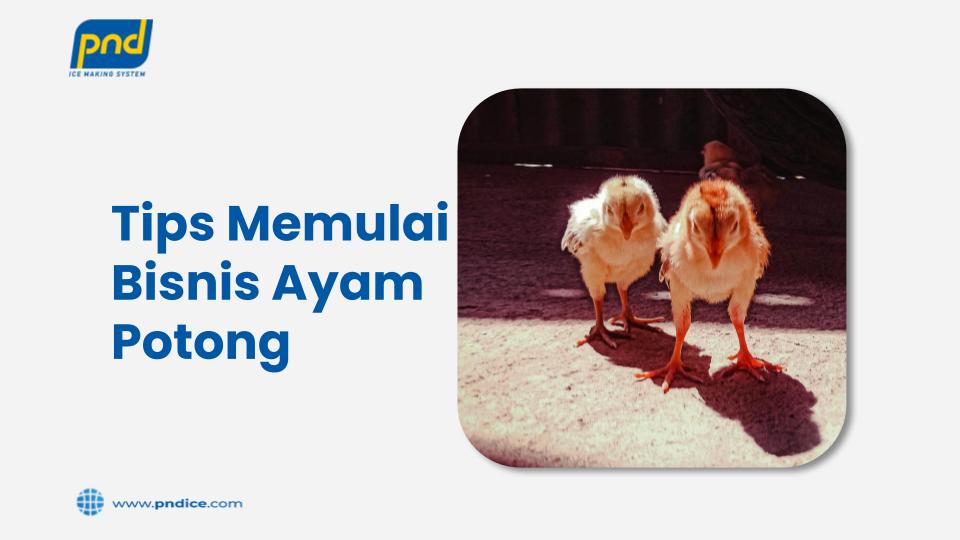 Tips Memulai Bisnis Ayam Potong