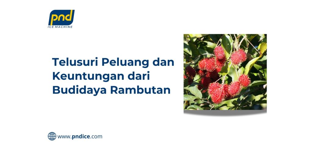 peluang bisnis rambutan